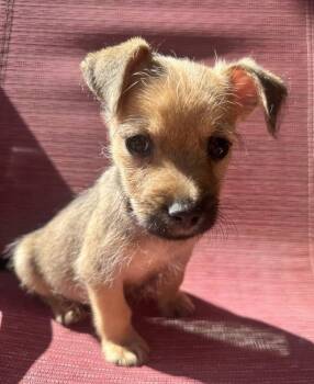 Schnauzer Dogs Available for Adoption - Soja Boy | PetCurious