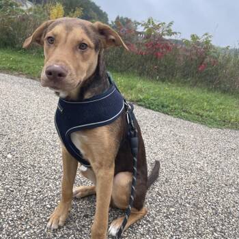 Thor -  Pit Bull Terrier and Mixed Breed Dog for Adoption in Chaska, Minnesota - Thor | PetCurious