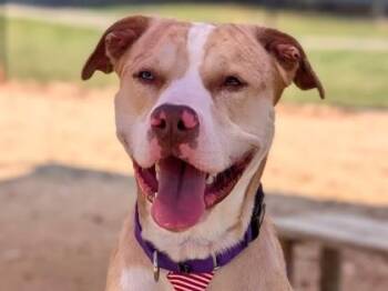 Rescue Mixed Breed Dogs for Adoption in Georgetown, Texas - Will | PetCurious
