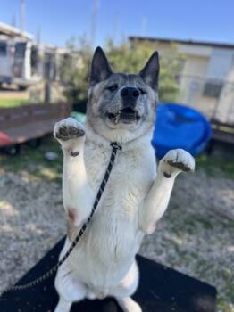 Rescue Akita and Mixed Breed Dogs for Adoption in Roseville, California - Titan | PetCurious