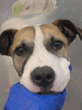 Mixed Breed Dogs Available for Adoption in Holbrook, New York - LUNA | PetCurious