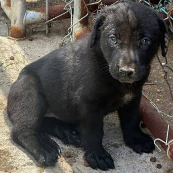 Bell -  Great Pyrenees and German Shepherd Dog Dog for Adoption in Kittanning, Pennsylvania - Bell | PetCurious