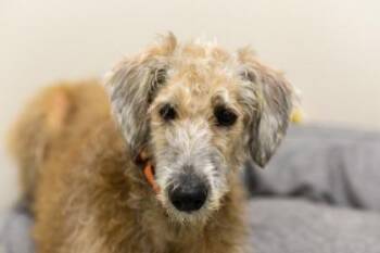 Rescue Irish Wolfhound and Standard Poodle Dogs for Adoption in Annapolis, Maryland - Bear Wolfe | PetCurious