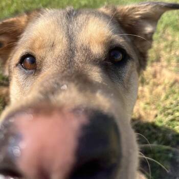 Mixed Breed Dogs Available for Adoption in Spokane, Washington - Arrow | PetCurious