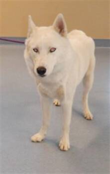 SAILOR -  Husky Dog for Adoption in San Jose, California - SAILOR | PetCurious