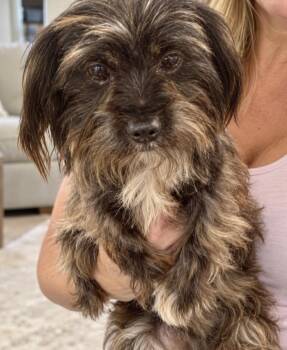 Gigi -  Maltese and Yorkshire Terrier Dog for Adoption in Tifton, Georgia - Gigi | PetCurious
