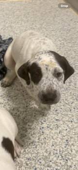 DOTTIE -  Labrador Retriever and Mixed Breed Dog Available for Adoption in Brunswick, Georgia - DOTTIE | PetCurious