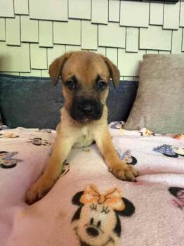 Blaze (Liberty Frenchie Littles) -  French Bulldog and German Shepherd Dog Dog for Adoption in Gillsville, Georgia - Blaze (Liberty Frenchie Littles) | PetCurious