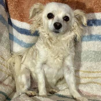 Papillon and Mixed Breed Dogs Available for Adoption - Bliss  | PetCurious