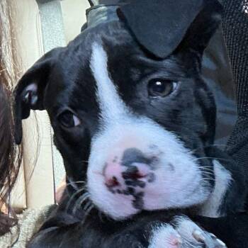 Vickie (p) -  Mixed Breed Dog for Adoption in New York, New York - Vickie (p) | PetCurious
