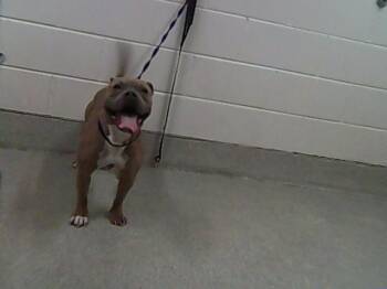 American Bulldog and Mixed Breed Dogs Available for Adoption - SIMBA | PetCurious