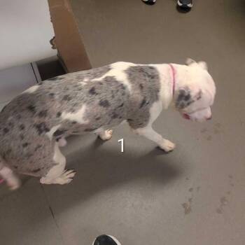 Frozen -  Mixed Breed Dog for Adoption in Asheville, North Carolina - Frozen | PetCurious