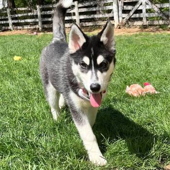 Husky Dogs Available for Adoption in Marshall, Virginia - Fiona - 003587 | PetCurious