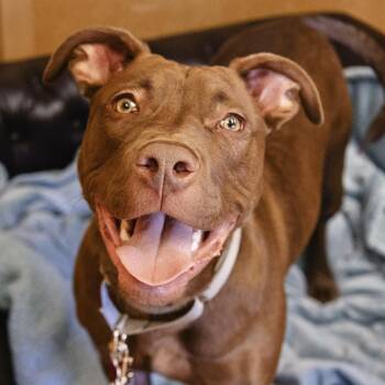 Terrier Dogs Available for Adoption in Valparaiso, Indiana - Zeus | PetCurious