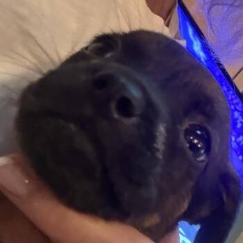Dahlia -  Dachshund Dog for Adoption - Dahlia | PetCurious
