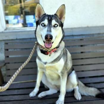 MOXIE -  Siberian Husky Dog for Adoption in Long Beach, California - MOXIE | PetCurious