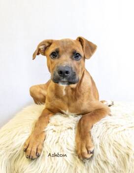 Ashton -  Hound Dog for Adoption in Manchester, Connecticut - Ashton | PetCurious