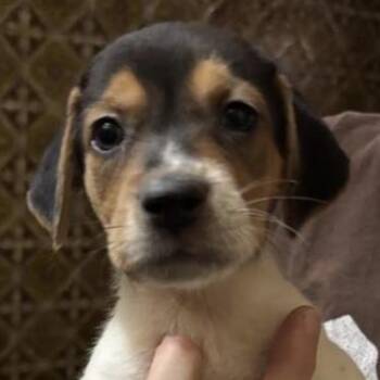 Mary Jane -  Beagle and Basset Hound Dog for Adoption in Tacoma, Washington - Mary Jane | PetCurious