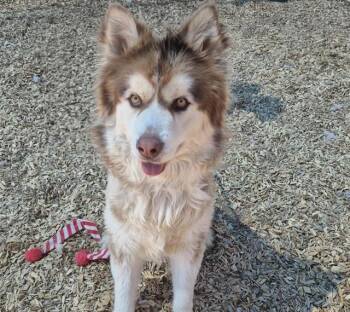 CLARK -  Alaskan Malamute and Mixed Breed Dog for Adoption in Albuquerque, New Mexico - CLARK | PetCurious