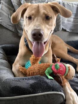 Bentley -  Labrador Retriever and Weimaraner Smooth Dog for Adoption in Austin, Texas - Bentley | PetCurious