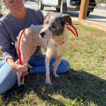 Rescue English Bulldog Dogs for Adoption in Valley, Alabama - Precious | PetCurious