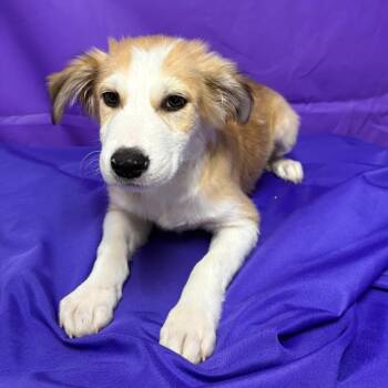 Obscure -  Collie and Mixed Breed Dog for Adoption in North Myrtle Beach, South Carolina - Obscure | PetCurious