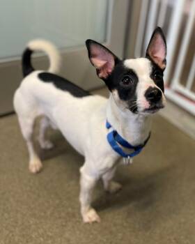 Mixed Breed Dogs Available for Adoption in Hyde Park, New York - Polo | PetCurious