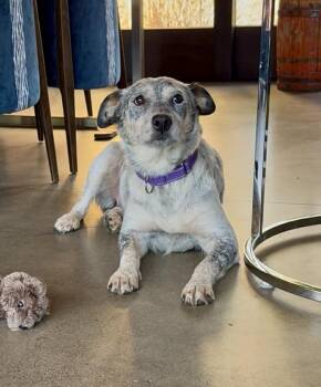 Rescue Australian Cattle Dog Blue Heeler Dogs for Adoption in Bend, Oregon - Nelly | PetCurious