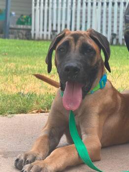 EMMITT 425 -  Great Dane Dog for Adoption in New Berlin, Wisconsin - EMMITT 425 | PetCurious