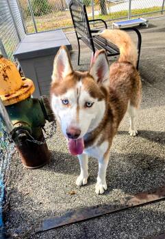 Rescue Husky Dogs for Adoption in Providence, Rhode Island - Jack | PetCurious