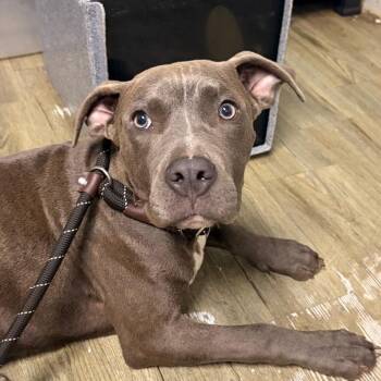 Null -  Mixed Breed Dog for Adoption in Summerville, South Carolina - Null | PetCurious
