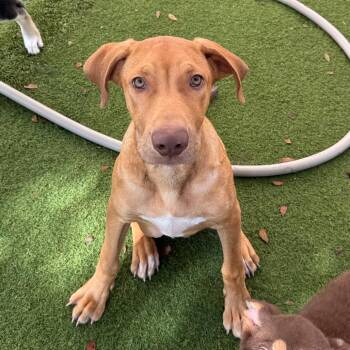 Denver 3755 -  Labrador Retriever and Mixed Breed Dog for Adoption in Loxahatchee Groves, Florida - Denver 3755 | PetCurious
