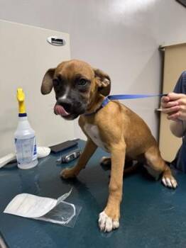 Lainey -  Boxer and Mixed Breed Dog for Adoption in Pequot Lakes, Minnesota - Lainey | PetCurious