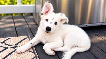 Nyla ( I am deaf) -  Australian Shepherd and Great Pyrenees Dog for Adoption in Columbia, Maryland - Nyla ( I Am Deaf) | PetCurious