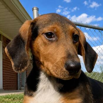 Helga -  Shepherd and Mixed Breed Dog for Adoption in Erie, Pennsylvania - Helga | PetCurious