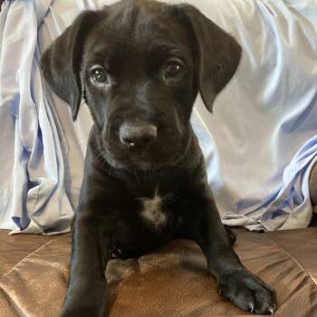 Vivi -  Rottweiler and Pit Bull Terrier Dog for Adoption in Idaho Falls, Idaho - Vivi | PetCurious