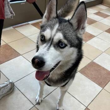 Raven -  Husky Dog for Adoption in Grand Rapids, Michigan - Raven | PetCurious