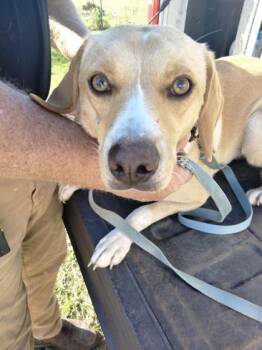 Rescue Mixed Breed Dogs for Adoption in Port St. Joe, Florida - Brittney | PetCurious