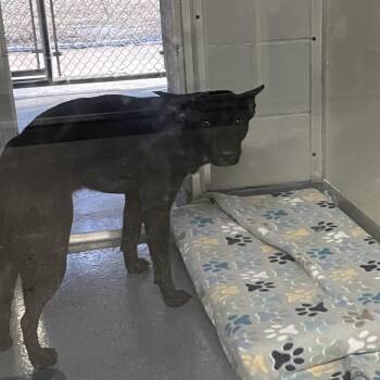 Australian Kelpie and Mixed Breed Dogs Available for Adoption - Chirp | PetCurious