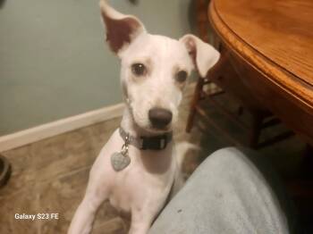 Rescue Terrier and Beagle Dogs for Adoption in Elk Grove, California - Skippy | PetCurious