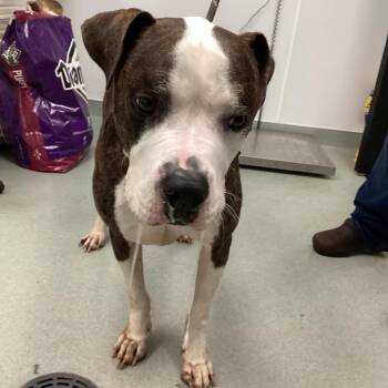 Pit Bull Terrier Dogs Available for Adoption in Abilene, Texas - Roscoe | PetCurious