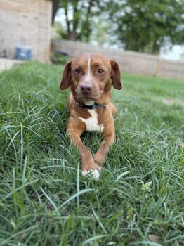 Bo -  Terrier Dog for Adoption in Boston, Massachusetts - Bo | PetCurious