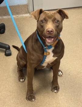 Rescue Mixed Breed Dogs for Adoption in Chamblee, Georgia - Angelique | PetCurious