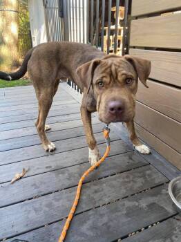 Shar Pei Dogs Available for Adoption in Holbrook, New York - SULLY | PetCurious