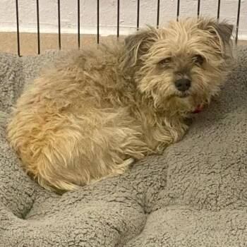 Shih Tzu Dogs Available for Adoption in Green Valley, Arizona - Felix | PetCurious