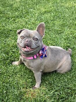 Dory -  French Bulldog Dog for Adoption - Dory | PetCurious