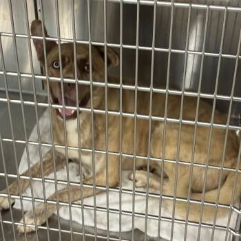 Forrest -  Husky and Mixed Breed Dog for Adoption in Greensboro, North Carolina - Forrest | PetCurious