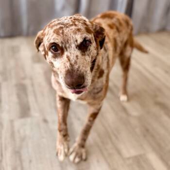 Catahoula Leopard Dog and Mixed Breed Dogs Available for Adoption in Green Bay, Wisconsin - Wyatt | PetCurious