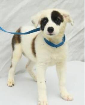 Felicity -  Mixed Breed Dog for Adoption in Kansas City, Missouri - Felicity | PetCurious