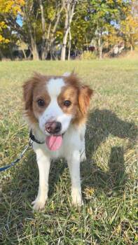 Rescue Mixed Breed Dogs for Adoption in Alma, Michigan - Jerry | PetCurious